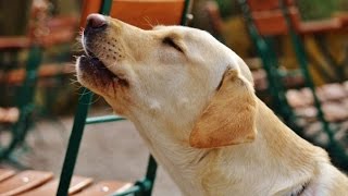 LABRADOR BARKING  LABRADOR HOWLING AND BARKING COMPILATION 2016 [upl. by Gail]