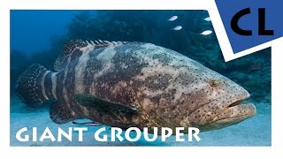 HD Giant Grouper  Riesenzackenbarsch  Epinephelus lanceolatus  YOUAQUA CLASSIC [upl. by Nortad]