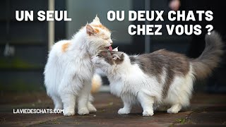 Adopter un ou deux chats  🐈🐈8 bénéfices [upl. by Brett]