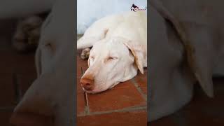 Facts About Rajapalayam Dog  Tamil  SD Kennels  Full Video link in description [upl. by Fortin]