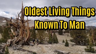 Ancient Bristlecone Pine Forest  Oldest Living Things Known to Man [upl. by Tami58]