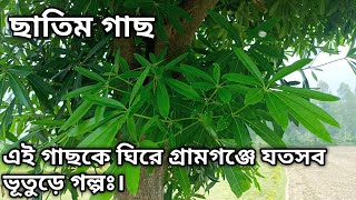 ছাতিম গাছের উপকারিতা ও ব্যাবহার । blackbord tree  devil tree  chatim  medicinal plants  vesoj [upl. by Cavanaugh]