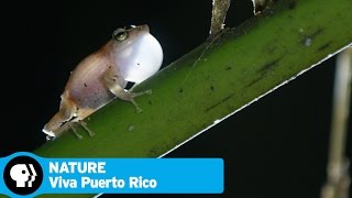 VIVA PUERTO RICO on NATURE  Official Trailer  PBS [upl. by Durman]