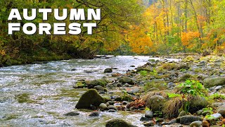 4K Autumn River Sounds In Japan Stream Sounds for Sleeping  Sleep Relax Study  8 Hours [upl. by Livvyy]