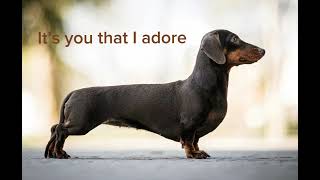 Wiener dog song Full song [upl. by Coumas]