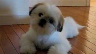 Cutest Shih Tzu Puppy Romeo Tilting Head Cuter Boo [upl. by Charmian]