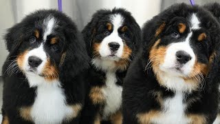 Tiny Balls Of Serotonin  Bernese Mountain Dog Puppies [upl. by Eenehs]