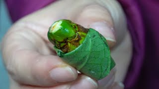 Taiwanese Chewing Gum The Betel Nut [upl. by Ahsai210]