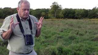 Bobolink and Eastern Meadowlark in Ontario  Population and Habitat Evolution [upl. by Shirlie]