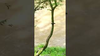 Grackle Blackbirds searching for food inland bc of flooded shoreline Harpeth River Tennessee USA 🎶 [upl. by Iot]