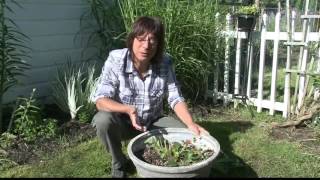 2 the Garden Protecting Your Plants from Rabbits [upl. by Bekaj]