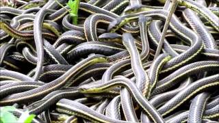 NatureNorthcoms Snakes Alive Video [upl. by Annayad187]