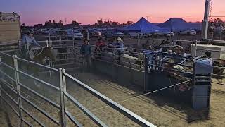 Cunnamulla Fella Roundup 2024  Roping [upl. by Nailil]