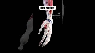 Hand Muscles drsuniltank physiopoint health 2024 shortsfeed [upl. by Blumenfeld276]