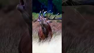 Amazing Deer with nature beauty naturebeauty deer animalshorts animalsvideo birds [upl. by Eduard]