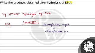 Write the products obtained after hydrolysis of DNA [upl. by Yelrebmyk]