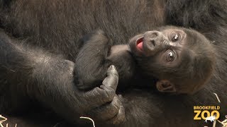 Baby Gorilla at Brookfield Zoo [upl. by Avirt862]