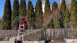 Pruning amp Training my Climbing Roses for more 🌹✂️  Zephirine Drouhin  Backyard Garden Highlights [upl. by Stieglitz909]