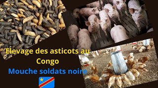 BRIQUETTE DU KIVU  Elevage des asticots avec les mouches de soldat noir au Congo pour vos animaux😃😃 [upl. by Zsa Zsa]