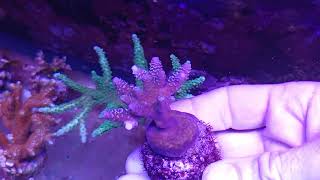 Acropora millepora premium coral gandalf [upl. by Eeltrebor]