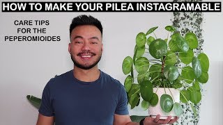 How To Care For Pilea Peperomioides  Houseplant Care Tips [upl. by Nalra]