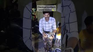 Checkred keelback snake rescue 🐍checkeredkeelback savesnake snakerescue shortsvideo ytshorts [upl. by Aicilanna]