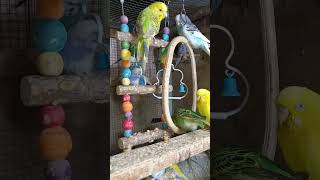 Budgie sounds for relaxation [upl. by Palecek]