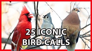 25 Iconic Bird Sounds [upl. by Trixi486]