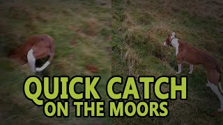 Quick Catch on the Moors  Working Lurchers [upl. by Winshell482]