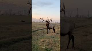 This Elk Has The Antler Growth Process Dialed in wildlife [upl. by Edric922]