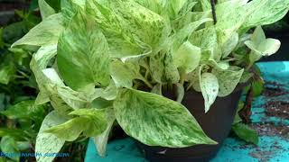 Pothos Care  Epipremnum aureum Care Fool Proof Houseplants Golden Pothos Care [upl. by Ainek446]