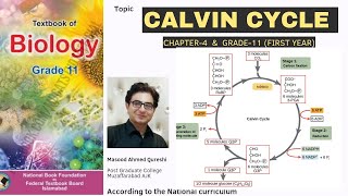 Calvin Cycle during Photosynthesis  C3 Pathway  Light Independent Reaction  Urdu Hindi English [upl. by Bultman417]