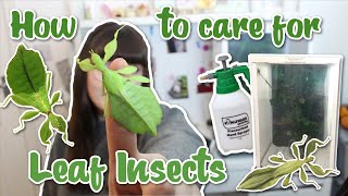 HOW TO CARE FOR LEAF INSECTS [upl. by Kaia]