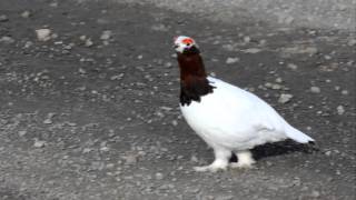 Call of the Willow Ptarmigan [upl. by Ajssatan641]