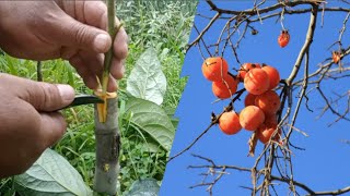 Grafting Fruit Trees  Bark Grafting on Persimmon Tree During Summer 🌅 [upl. by Nim]