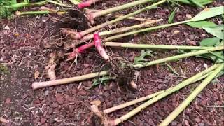 Growing WHITE GINGER LILY  Hedychium Coronarium [upl. by Tartan]