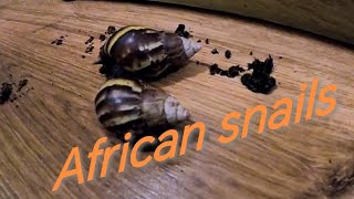 Slimák Africký  Lissachatina fulica [upl. by Adis]