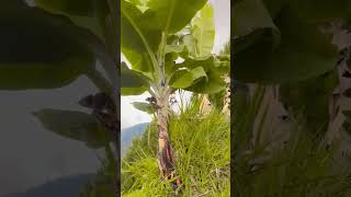 Nature video [upl. by Ahseekal]