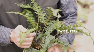 Tassel fern  Polystichum polyblepharum [upl. by Neyud]