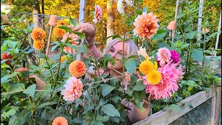 How To Store Dahlias for Winter Overwintering Dahlia tubers the EASY way Winter Storage [upl. by Erdnaet3]