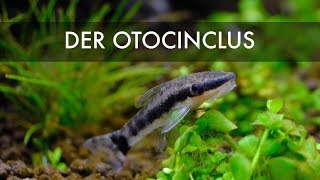 Ohrgitterharnischwels  Otocinclus pleco [upl. by Yoccm618]