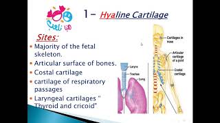 2020 Histology of cartilage part 1 hyaline cartilage [upl. by Ramedlaw]