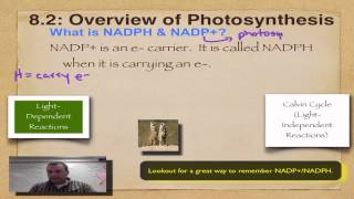 Chapter 8 Part 3  NADPH [upl. by Ritchie]