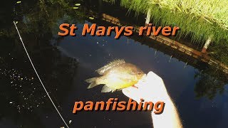 St Marys river panfishing [upl. by Pollyanna836]