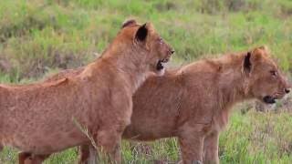 One day in the Ngorongoro caldera crater in Tanzania [upl. by Retniw]