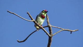 Coppersmith Barbet Call [upl. by Xanthus]