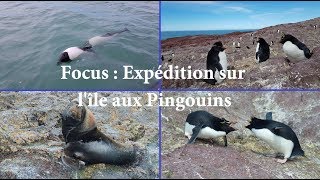 Focus  Expédition à la rencontre des Gorfous sauteurs [upl. by Raji]