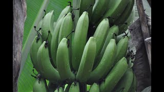 Production de la banane plantain en contre saison  Pratique [upl. by Biagio999]