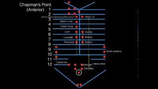 Chapmans Points Anterior For COMLEX Level I [upl. by Ohcamac143]