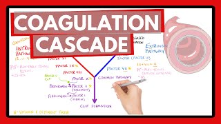 Coagulation Cascade  Easy Way To Remember Intrinsic vs Extrinsic Pathways  PT or PTT [upl. by Donnell]